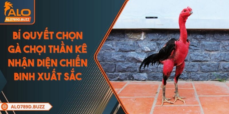 bi-quyet-chon-ga-choi-than-ke