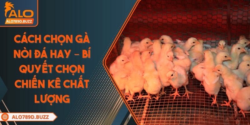 cach-chon-ga-noi-da-hay