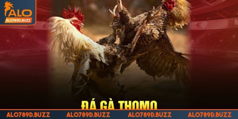 da-ga-truc-tiep-thomo-hom-nay-trai-nghiem