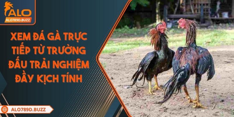 xem-da-ga-truc-tiep-tu-truong-dau