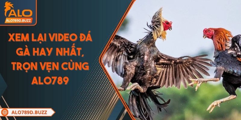 xem-lai-video-da-ga-hay-nhat